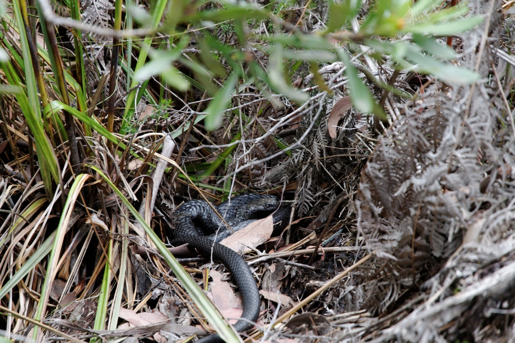 19 - Lake St Clair NP (7).jpg